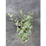 Ficus triangularis Sweet 12 cm – Hledejceny.cz