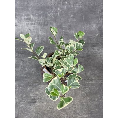 Ficus triangularis Sweet 12 cm – Hledejceny.cz