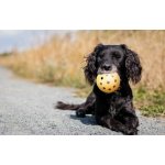 Trixie Děrovaný míč s rolničkou, pro slepé psy ø 7 cm – Zboží Dáma