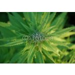 WEBLUX 31679944 Fototapeta vliesová close up of a marijuana plant bud zblízka rostliny pupíku marihuany rozměry 145 x 100 cm