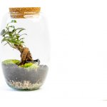 Gardners Skleněná dóza Cornus s korkovým špuntem, 22x15 cm - osázené Ficus Microcarpa Ginseng – Hledejceny.cz