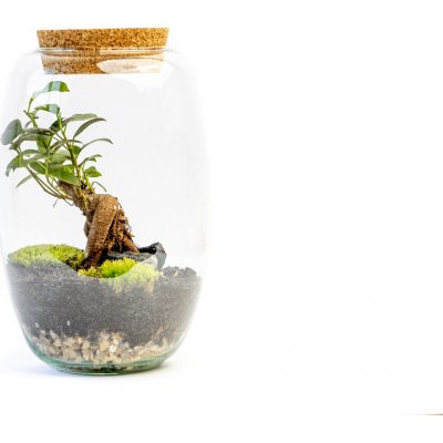 Gardners Skleněná dóza Cornus s korkovým špuntem, 22x15 cm - osázené Ficus Microcarpa Ginseng – Hledejceny.cz