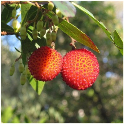 Jahodový strom - Planika obecná - Arbutus unedo - semena - 5 ks – Zbozi.Blesk.cz
