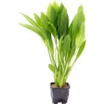 Echinodorus grisebachii Bleherae XL – Sleviste.cz