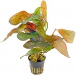 Echinodorus Ozelot Red – Hledejceny.cz