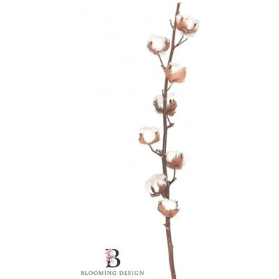 Sušený bavlník větvička 8 květů – Zboží Mobilmania