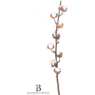 Sušený bavlník větvička 8 květů – Sleviste.cz