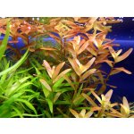 Rotala rotundifolia Orange Juice – Sleviste.cz