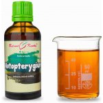 Bylinné kapky Notopterygium TCM Pavlovy bylinné kapky tinktura 50 ml – Hledejceny.cz