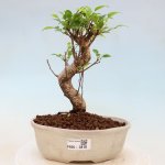 e-bonsai Pokojová bonsai - Ficus kimmen - malolistý fíkus – Hledejceny.cz