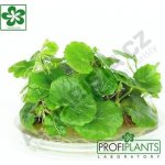 Hydrocotyle leucocephala – Zboží Dáma