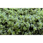 Micranthemum micranthemoides – Zboží Mobilmania