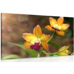 Obraz oranžová orchidej - 120x80 cm – Hledejceny.cz