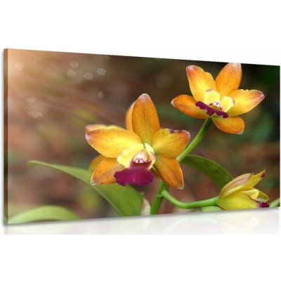 Obraz oranžová orchidej - 120x80 cm – Hledejceny.cz