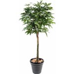 PACHIRA STROM, 180cm – Zboží Mobilmania