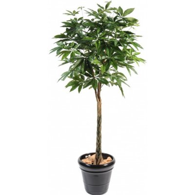 PACHIRA STROM, 180cm – Zboží Mobilmania