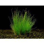 Eleocharis parvulus - Bahnička drobná – Zboží Mobilmania