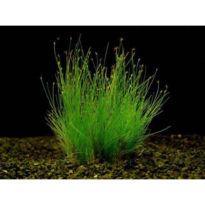 Eleocharis parvulus - Bahnička drobná – Zboží Mobilmania
