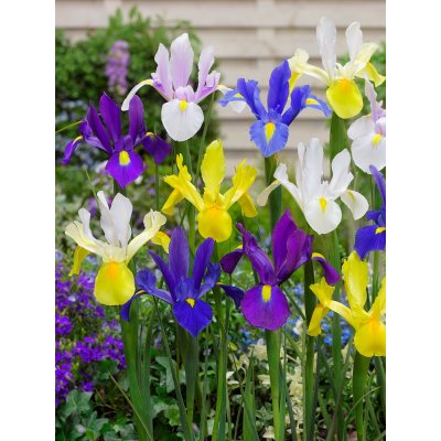 Mix kosatců 30 ks – Zboží Dáma