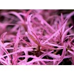 Hygrophila lancea Chai – Hledejceny.cz