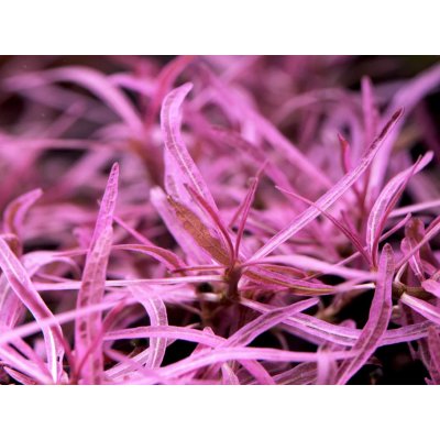 Hygrophila lancea Chai – Hledejceny.cz