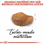Royal Canin British Shorthair Adult 4 kg – Sleviste.cz