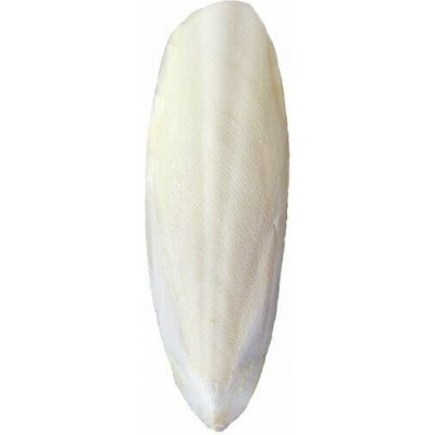 Sépiová kost 25 cm – Hledejceny.cz