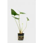 Anubias gracilis – Zboží Dáma