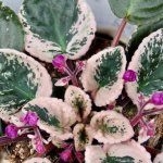 Saintpaulia variegata Africká fialka – Zboží Dáma