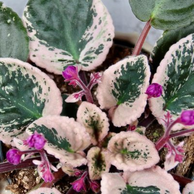 Saintpaulia variegata Africká fialka – Zboží Dáma
