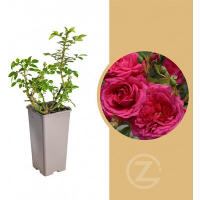 Růže pnoucí Kordes, Rosa Laguna, tmavě růžová, velikost kontejneru 2 l – Hledejceny.cz