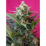 Sweet Seeds Big Devil XL AUTO semena neobsahují THC 3 ks – Sleviste.cz