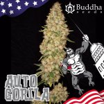 Buddha Seeds AUTO Gorila semena neobsahují THC 1 ks – Sleviste.cz