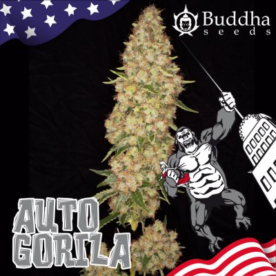 Buddha Seeds AUTO Gorila semena neobsahují THC 1 ks – Sleviste.cz