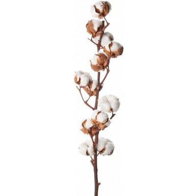 Sušený bavlník větvička 10-11 květů – Zboží Mobilmania