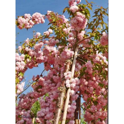 Prunus serrulata Kiku-Shidare Sakura - Sakura – Zboží Mobilmania
