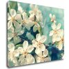 Obraz Impresi Obraz Třešňový květ modré pozadí - 90 x 70 cm