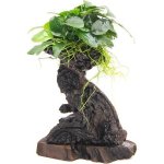 Dennerle Bonsai S s Anubias nana 14 x 8 x 25 cm – Hledejceny.cz