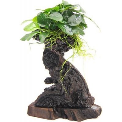 Dennerle Bonsai S s Anubias nana 14 x 8 x 25 cm – Hledejceny.cz