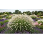 Ozdobnice čínská 'Yakushima Dwarf' – Zboží Dáma