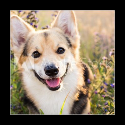 Obraz 1D - 50 x 50 cm - Happy and active purebred Welsh Corgi dog outdoors in the flowers on a sunny summer day. Šťastný a aktivní čistokrevný pes Welsh Corgi venku v kv – Zbozi.Blesk.cz