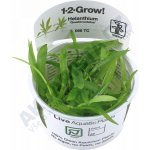 Helanthium quadricostatus – Sleviste.cz