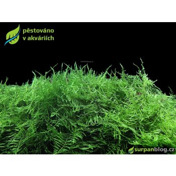 Taxiphyllum alternans - Taiwan moss