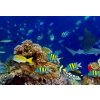 Tapety WEBLUX Fototapeta plátno colorful wide underwater coral reef panorama banner background with many fishes turtle and marine life / Unterwasser Korallenriff breit Hintergru 174 x 120 cm