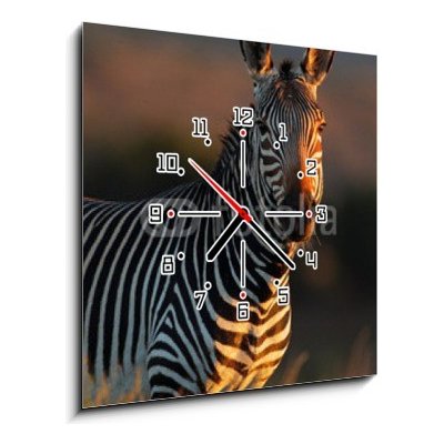 Obraz s hodinami 1D - 50 x 50 cm - Cape Mountain Zebra portrait Portrét Cape Mountain Zebra – Zboží Mobilmania