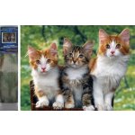 Norimpex Diamantové malování Kočky 30 x 40 cm – Hledejceny.cz