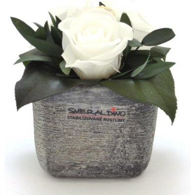 Ina DARK White - bílá (3x stabilizovaná "věčná" růže v betonovém květináčku)
