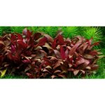 Alternanthera reineckii Mini – Zboží Dáma