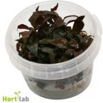 Alternanthera rosaefolia - Plevuňka růžolistá – Zboží Dáma Alternanthera rosaefolia - Plevuňka růžolistá – Zboží Dáma