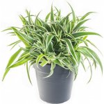 Zelenec, Chlorophytum comosum Ocean, průměr květináče 15 cm – Zboží Mobilmania